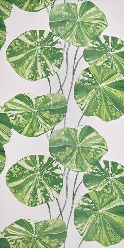 BRAHMI - LEAF