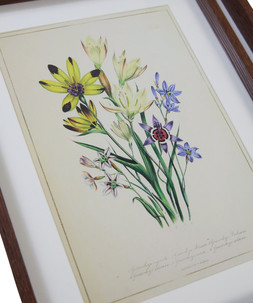 Fresh Flowers Framed Prints Set Of 3 £35