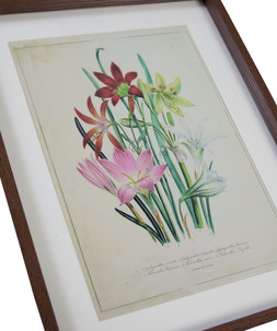 Fresh Flowers Framed Prints Set Of 3 £35