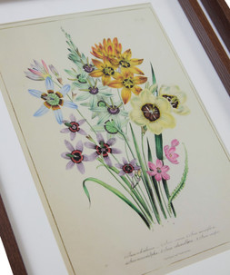 Fresh Flowers Framed Prints Set Of 3 £35