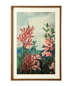 Tropical Floral Framed Prints Set Of 3 £75