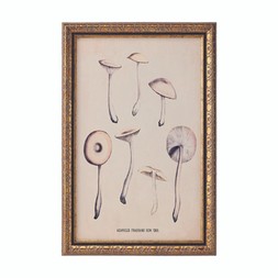 BEDROOM Framed Mushrooms Print £14.99