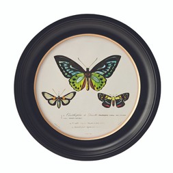 BEDROOM Round Framed Butterflies Print £12.99