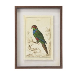 Cosy Collected Parrot Framed Wall Art £12.99, €19.99