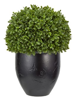 Homesense door scaping box plant in black pot &pound;19.99