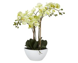 Homesense orchid &pound;39.99