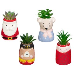 CHRISTMAS SUCCULENTS £2 (413340)