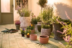 Wild Heritage Pots