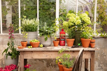 https://www.prshots.es/contents/archives/3552/1530/images/thumb350x287_auto/dobbies_garden_centres_summer-prestonhall-gyo-tomato-lifestyles__bb818_thumb.jpg