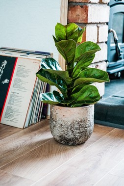 Albero Planter H14cm D16cm &pound;14.99