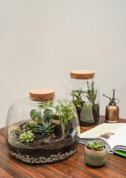 Bowl Shape Large Terrarium Diy Kit H23cm D30cm &pound;69.99