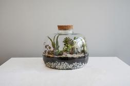 Bowl Shape Large Terrarium Diy Kit H23cm D30cm &pound;69.99