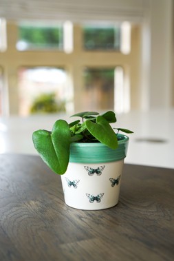 Cacti Planter Butterfly H10cm D10cm &pound;6.99