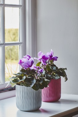 Cyclamen Planter Grey 15cm &pound;3.99