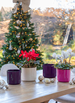 GLAZED CYCLAMEN PLANTER H15CM D15CM IN VIOLET, PINK AND CREAM