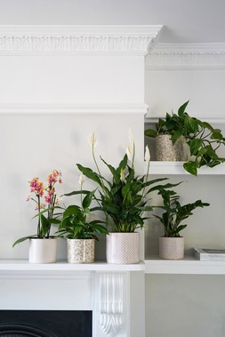 Lazzaro Sage Foliage Planter H13cm D15cm &pound;11.99