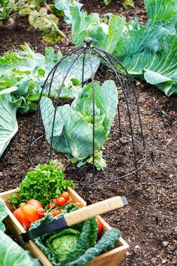 OUTDOOR WIRE NETTED PLANT PROTECTOR ZINC H48CM W36CM