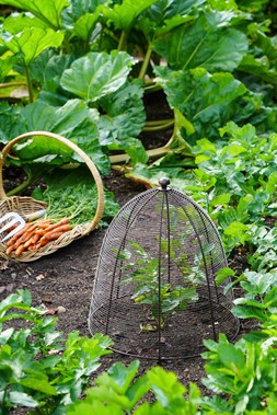 OUTDOOR WIRED PLANT PROTECTOR BRONZE H48CM W36CM