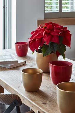 Poinsettia Planter Bordeaux H17cm D20cm &pound;15.99, Poinsettia Planter Brushed Gold H17cm D20cm &pound;15.99