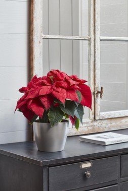 Poinsettia Planter Silver H10cm D12cm &pound;3.99