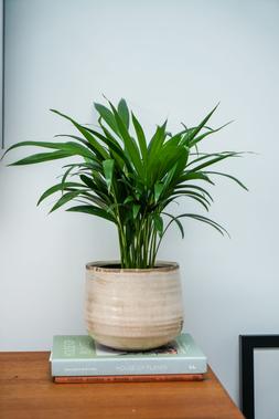 Pot Como Ivory H15cm D18cm &pound;19.99 1