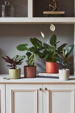 Prague Planter Cotton H14.5cm D16cm &pound;8.99, Prague Planter Cayenne H14.5cm D16cm &pound;8.99, Prague Planter Olive H14.5cm D16cm &pound;8.99