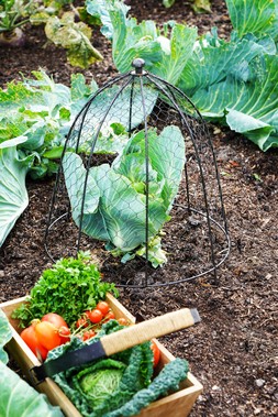 SMALL OUTDOOR WIRE NETTED PLANT PROTECTOR ZINC &pound;39.99