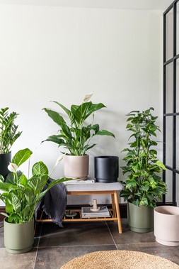 SPECIMEN PLANTER KHAKI H24CM D24CM £19.99, SPECIMEN PLANTER BLUSH H27CM D28CM £14.99, SPECIMEN PLANTER BLUSH H24CM D24CM£19.99, SPECIMEN PLANTER ANTHRACITE H24CM D24CM