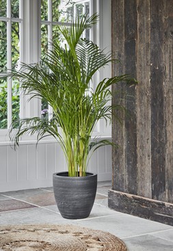 Toulouse Anthracite Planter H31cm D33cm &pound;59.99 1