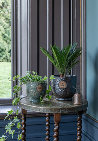 https://www.prshots.es/contents/archives/3698/1568/images/thumb350x287_auto/ivyline-kew-leaf-embosed-moss-cork-planter-h18cm-d18cm-29.99-kew_3f9f9_thumb.jpg