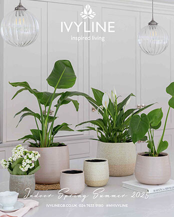 Ivyline - Indoor Living 2025