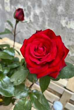 Ruby Wedding Anniversary Rose Box