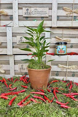 The Father's Day Chilli Box