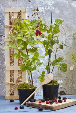 The Jam Maker's Garden