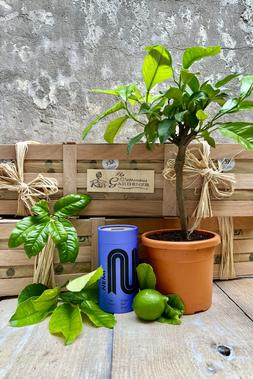THE EARL GREY TEA CRATE