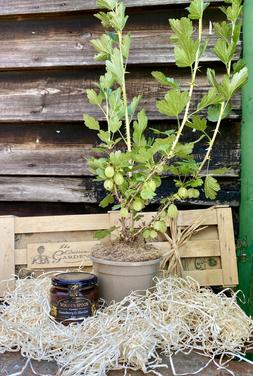 The Gooseberry Gift Box