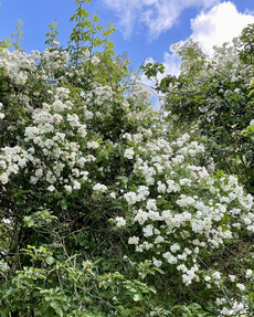 https://www.prshots.es/contents/archives/4061/1655/images/thumb350x287_auto/the-gluttonous-gardener-d158b272-0772-40a3-bb4c-4ab43f30bbf4.jpe_71c8c_thumb.jpg