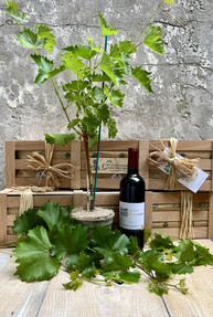 https://www.prshots.es/contents/archives/4061/1655/images/thumb350x287_auto/the-gluttonous-gardener-img-6511_thumb.jpg