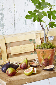 https://www.prshots.es/contents/archives/4061/1655/images/thumb350x287_auto/the_gluttonous_gardener_5th-wedding-anniversary-personalised-fig_8d2e2_thumb.jpg