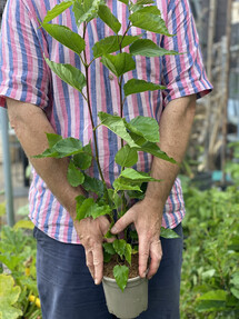 https://www.prshots.es/contents/archives/4061/1655/images/thumb350x287_auto/the_gluttonous_gardener_img_1337_thumb.jpg