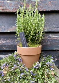 https://www.prshots.es/contents/archives/4061/1655/images/thumb350x287_auto/the_gluttonous_gardener_img_4428_thumb.jpg