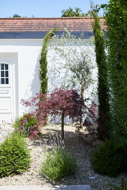 Oriana B, Plants, Contemporary Urban Garden Project