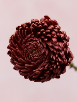 STILL LIFE 021