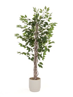 The Very Collection 160cm Faux Ficus Tree in Cement Pot €149.99 at Very.ie