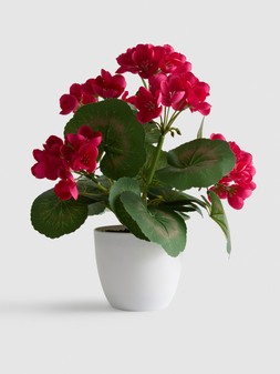 PRIMARK POTTED, £3.50, €5, RON35, PLN22, CZK130